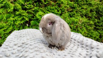 Zakrslý beránek, králíček, králík - ŇUFÍK - 4