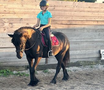 Fellský pony - 5 letá klisna - 4