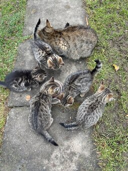 Darujeme koťátka - 4