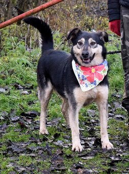 ELVIRA K ADOPCI - 2 ROKY, MILÁ, PŘÁTELSKÁ,KONTAKTNÍ - 4