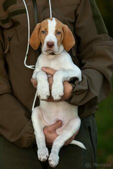 Saintgermánský ohař - 4