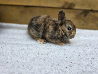 zakrslí králíčci s PP - 4