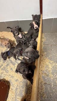 Americký stafordširský teriér - 4