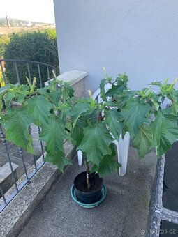 Semena ibišek, durman, afrikán - 4