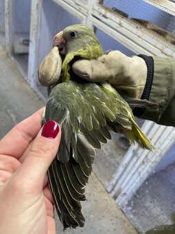 Alexandr rudohlavý - 4