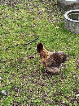 Hedvábnička velká - 4