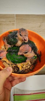 Amazonek bělobřichy - 4