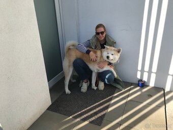 Akita Inu krytí - 4