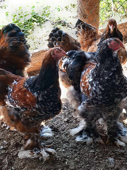 Brahmanka velká Porcellan- kuřata 5ti denní - 4
