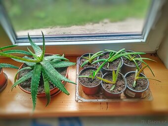 Prodám sazenice Aloe Vera - 4