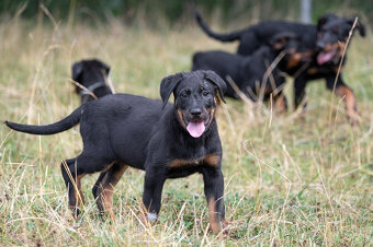 Beauceron - francouzský ovčák s PP - 4