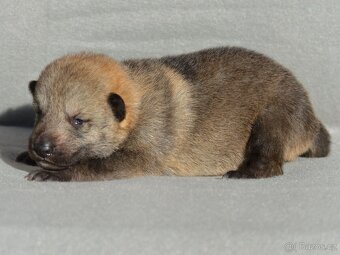 Československý vlčák - 4