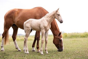 Stáj Zámek Ellischau - luxusní hřebeček CS r.2025 - 4