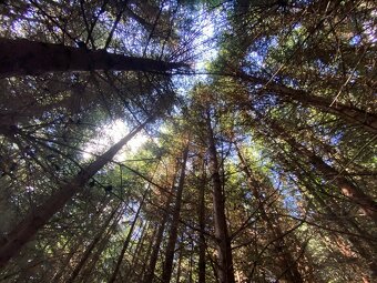 Lesní pozemek a pozemek ostatní plocha Horní Lánov - 4