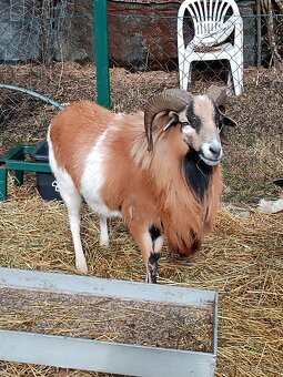 Kamerunsky beran - 4