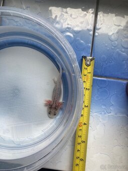 Axolotl - 4