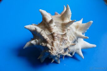 Hexaplex fulvescens s operculem - 4