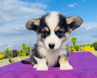 Welsh corgi pembroke s PP (FCI) - 4