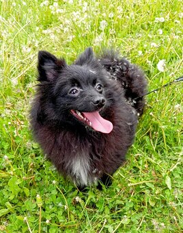 Pomeranian/ malý německý špic, fenečka. - 4