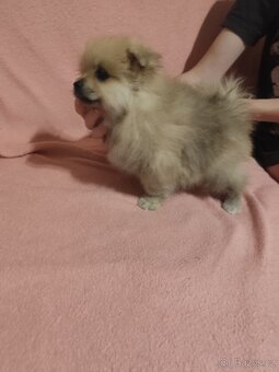 Špic pomeranian štěňátka - 4