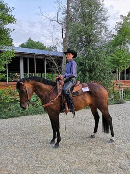 Quarter horse - 4