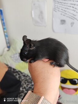 Osmák degu - 4
