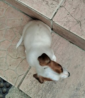 Jack Russell terier - 4