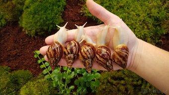 Africký šnek Lissachatina reticulata Albino body mláďata - 4