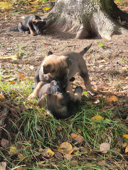 Belgický ovčák (Německý ovčák podíl 25%) štěňata - 4
