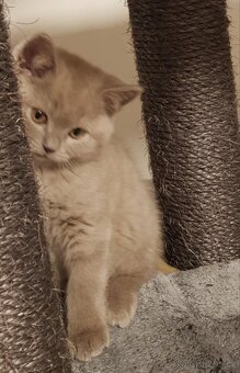 Krasna britská kratkosrstna koťata - 4