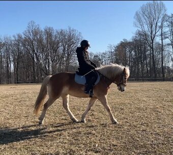 Prodám haflinga - 4