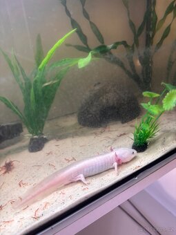 Axolotl + Akvarium SPĚCHÁ - 4