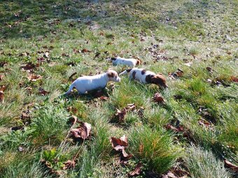 Jack Russel - 4