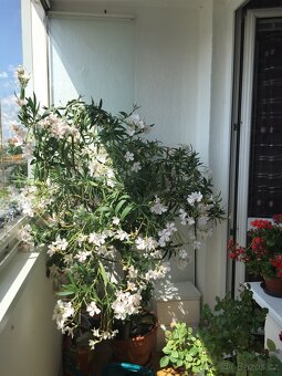 Prodám oleandry - 4