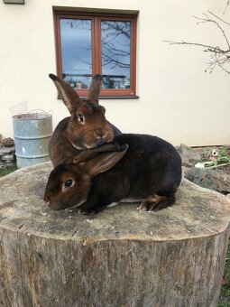 Prodám samce a samici plemene kastorex - 4