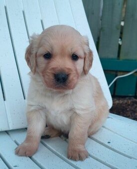 Zlatý retrívr bez pp - 4