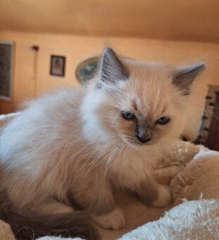 Nádherné Ragdoll kotatka s pp - 4