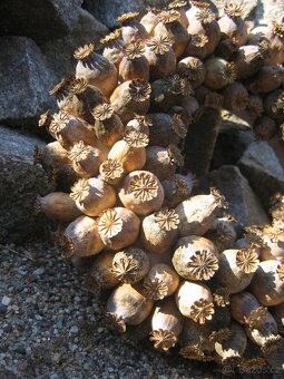 Bílý a modrý mák. - 4