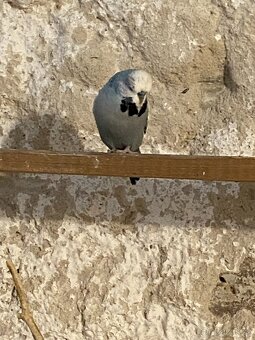 Výstavní andulky - 4