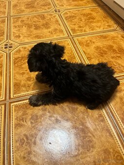 Jorksirsky terier biwier - 4