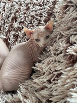 Kočička Sphynx - Elf - 4