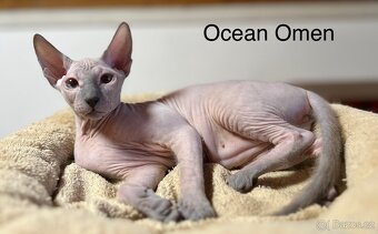 Don Sphynx s prukazem původu - 4