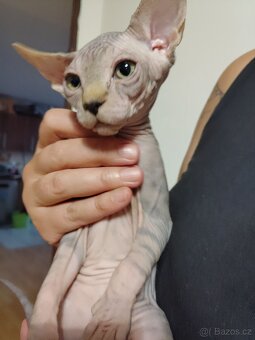 Kanadský sphynx - 4