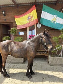Pony valášek - 4