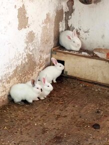 Prodám králíky samice i samce - 4