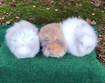 Teddy králíčci nádherná mláďata - 4
