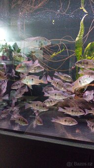 Geophagus tapajos Red head - 4