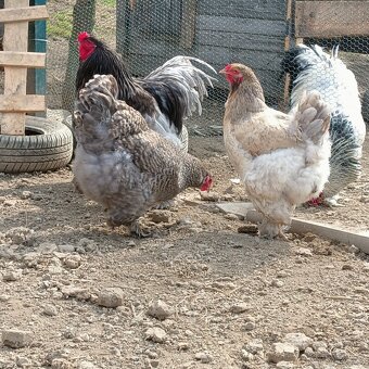 Násadová vejce - 4