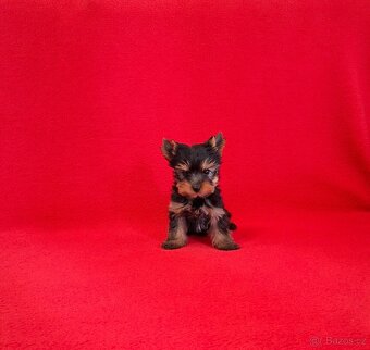 Jorkšírský terier s PP - 4