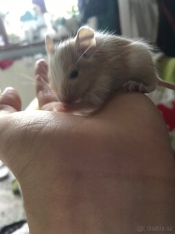 Osmák degu - 4